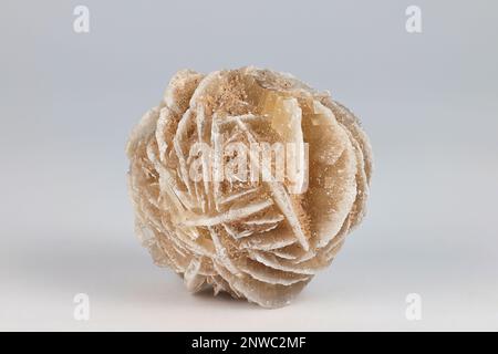 La rose du désert ou la rose du sable est une formation semblable à une rose de grappes de cristaux de gypse et de grains de sable abondants Banque D'Images