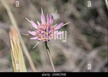 Gros plan sur une fleur de salsifis rose sauvage, arrière-plan flou gris, soleil matinal Banque D'Images