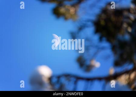 Croissant blanc à la cire Lune sur le ciel de midi avec des brunches de pin floues en premier plan. Banque D'Images