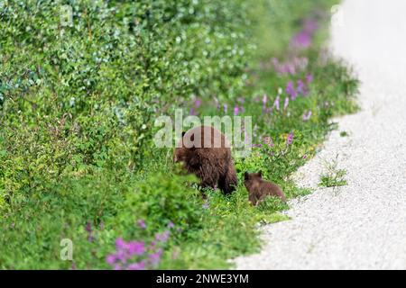 Famille d'ours vue en été avec des petits et des femmes, maman, momma. Prise dans le territoire du Yukon, dans le nord du Canada. Banque D'Images