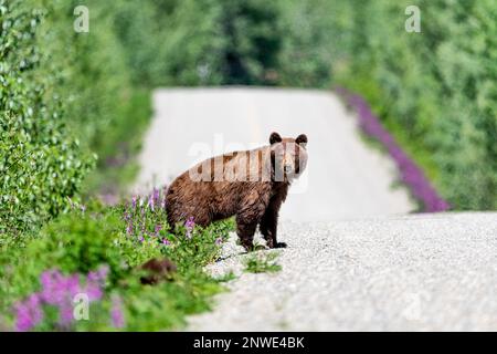 Famille d'ours vue en été avec des petits et des femmes, maman, momma. Prise dans le territoire du Yukon, dans le nord du Canada. Banque D'Images