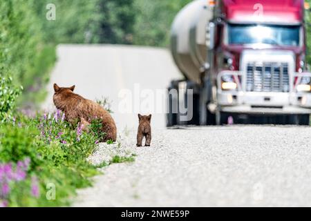 Famille d'ours vue en été avec des petits et des femmes, maman, momma. Prise dans le territoire du Yukon, dans le nord du Canada. Banque D'Images
