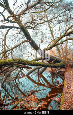 Arbres mystiques dans le brouillard, réflexion dans l'eau Banque D'Images