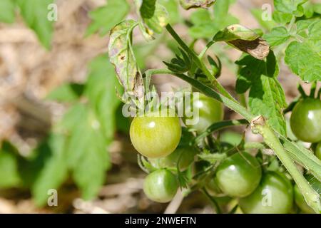 Une petite tomate verte non mûre est suspendue sur sa tige dans un jardin. La tomate est vue de près entre autres en arrière-plan. Banque D'Images