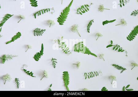 Feuilles vertes isolées sur fond blanc. Vue de dessus de la pose à plat Banque D'Images