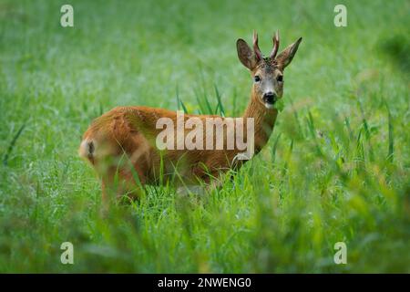 Cerf de Roe européen - Capreolus capreolus animal corné sauvage debout et regardant face à face dans le pré vert à côté de la forêt. Banque D'Images