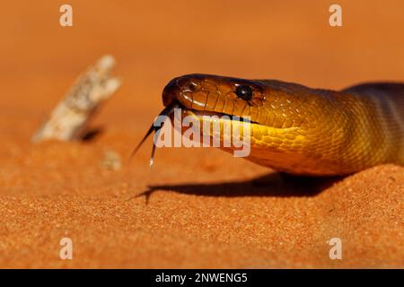 Python de WOMA - Aspidites ramsayi aussi python de Ramsay, python de sable ou Woma, serpent sur la plage de sable, endémique à l'Australie, marron et orange avec le darke Banque D'Images