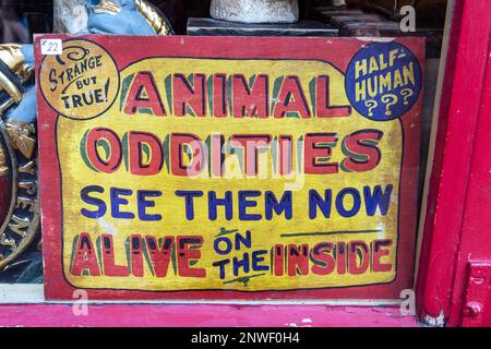 Affiche Animal Oddties sur la vitrine du magasin d'antiquités d'Alice sur Portobello Road dans le quartier de Notting Hill à Londres, en Angleterre Banque D'Images