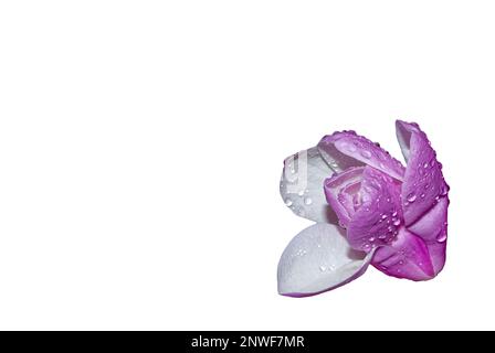 fleur de magnolia avec raindrops sur les pétales - une fleur isolée du fond, de grands pétales de l'inflorescence visibles Banque D'Images