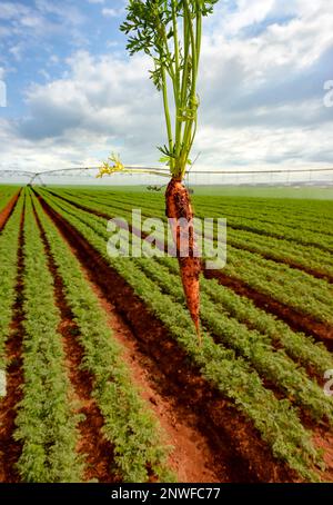 carottes fraîchement récoltées sales avec du sol au premier plan, plantation verte et système d'irrigation hors foyer en arrière-plan Banque D'Images