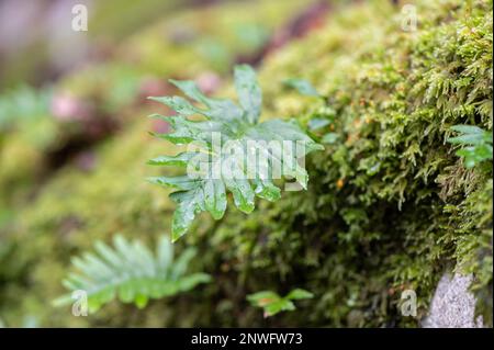 Fougère et gouttes d'eau sur un lit de mousse, décor naturel vert Banque D'Images