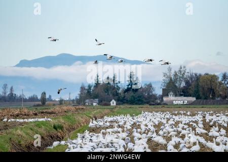 La Conner, Washington, États-Unis. Troupeau d'Oies des neiges dans un champ de ferme en jachère avec une grange et d'autres bâtiments de ferme en arrière-plan. Banque D'Images