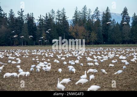La Conner, Washington, États-Unis. Troupeau d'Oies des neiges dans un champ de ferme en train de manger et d'autres volant. Banque D'Images