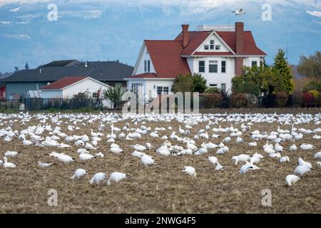 La Conner, Washington, États-Unis. Troupeau d'Oies des neiges avec des maisons en arrière-plan et un ciel bleu Banque D'Images