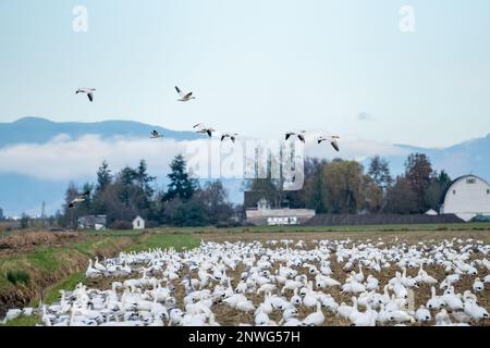 La Conner, Washington, États-Unis. Troupeau d'Oies des neiges dans un champ de ferme en jachère avec une grange et d'autres bâtiments de ferme en arrière-plan. Banque D'Images