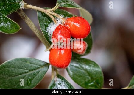 Issaquah, Washington, États-Unis. Grande plante de raisin de l'Oregon avec baies rouges en hiver après une chute de neige. Banque D'Images