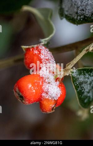 Issaquah, Washington, États-Unis. Grande plante de raisin de l'Oregon avec baies rouges en hiver après une chute de neige. Banque D'Images