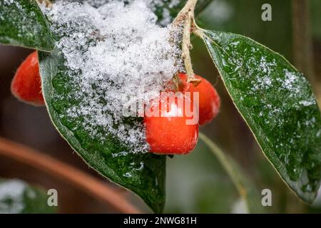 Issaquah, Washington, États-Unis. Grande plante de raisin de l'Oregon avec baies rouges en hiver après une chute de neige. Banque D'Images