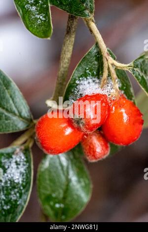 Issaquah, Washington, États-Unis. Grande plante de raisin de l'Oregon avec baies rouges en hiver après une chute de neige. Banque D'Images