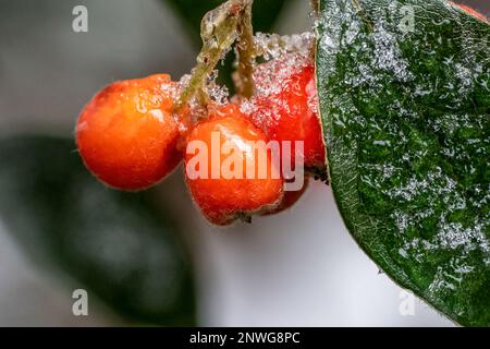 Issaquah, Washington, États-Unis. Grande plante de raisin de l'Oregon avec baies rouges en hiver après une chute de neige. Banque D'Images