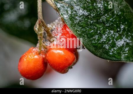 Issaquah, Washington, États-Unis. Grande plante de raisin de l'Oregon avec baies rouges en hiver après une chute de neige. Banque D'Images