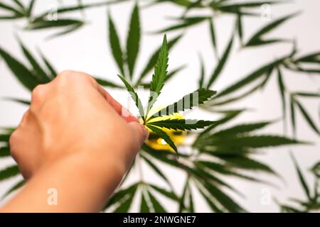 Feuille de cannabis. Recentrer la feuille de cannabis dans les mains sur fond blanc. Légalisation, médecine. Plante à fleurs. Culture de la marijuana. Hors foyer. Banque D'Images