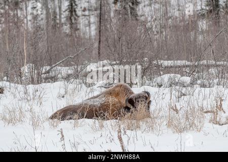 Un bison sauvage vu en hiver entouré de paysages enneigés. Banque D'Images