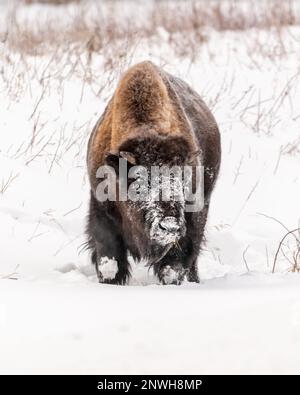 Un bison sauvage vu en hiver entouré de paysages enneigés. Banque D'Images