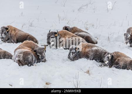 Troupeau de bisons/buffles sauvages observé le long de la route de l'Alaska pendant la saison d'hiver dans un paysage enneigé. Banque D'Images