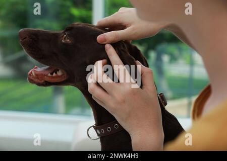 Femme examinant la peau de son chien pour des tiques à la maison, gros plan Banque D'Images