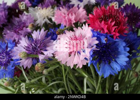 Magnifiques fleurs de maïs colorées comme arrière-plan, vue rapprochée Banque D'Images