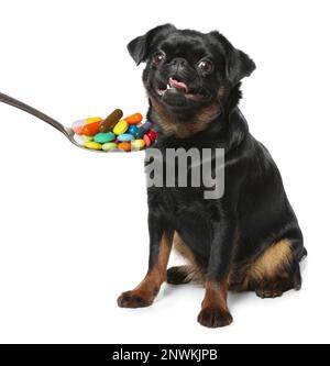 Adorable petit Brabancon noir chien et cuillère plein de pilules différentes sur fond blanc. Vitamines pour animaux Banque D'Images