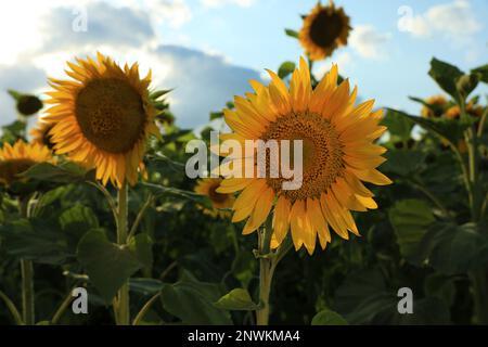 Magnifiques tournesols fleuris sur le terrain le jour de l'été Banque D'Images