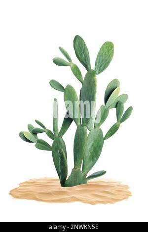 Beau grand cactus poussant dans le sable sur fond blanc Banque D'Images