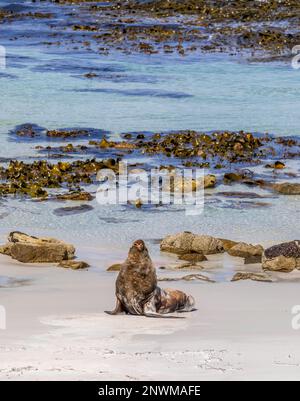 Bull, homme, Lion de mer du Sud, Otaria flavescens, îles Falkland. Banque D'Images