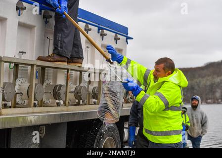 Wyoming, États-Unis. 28th févr. 2023. Terry Emel prend un filet plein de poisson du camion pour stocker la truite dans le lac. La Pennsylvania Fish and Boat commission stocke les cours d'eau et les lacs pour la saison de pêche. Ils ont un stock à l'aide d'un camion avec un réservoir qui retient les poissons d'une écloserie, des tuyaux, des filets et des seaux. Aujourd'hui, ils ont stocké dans le parc régional de Frances Slouch des truites arc-en-ciel, dorées et régulières. Crédit : SOPA Images Limited/Alamy Live News Banque D'Images