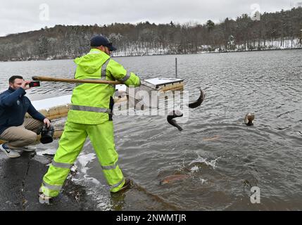 Wyoming, États-Unis. 28th févr. 2023. Les membres de la commission des poissons et des bateaux libèrent de la truite à l'aide d'un filet dans le lac. La Pennsylvania Fish and Boat commission stocke les cours d'eau et les lacs pour la saison de pêche. Ils ont un stock à l'aide d'un camion avec un réservoir qui retient les poissons d'une écloserie, des tuyaux, des filets et des seaux. Aujourd'hui, ils ont stocké dans le parc régional de Frances Slouch des truites arc-en-ciel, dorées et régulières. Crédit : SOPA Images Limited/Alamy Live News Banque D'Images