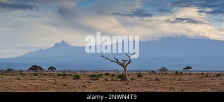 Coucher de soleil panorama au parc national d'Amboseli en face du mont Kilimandjaro couvert de neige, frontière entre le Kenya et la Tanzanie Banque D'Images