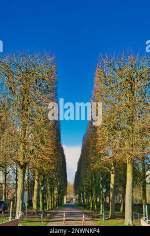 Une allée avec des arbres soigneusement taillés par une belle journée d'hiver. La voie d'entrée du manoir Menkemaborg, Uithuizen, Groningen, pays-Bas. Banque D'Images