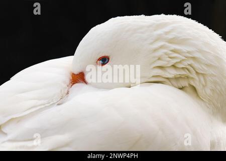 Portrait en gros plan d'une oie blanche de cygne avec de beaux yeux bleus sur fond sombre Banque D'Images