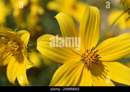 Des tournesols sauvages (helianthus divaricatus), alias pâquerettes jaunes, fleurissent d'un jaune vif et doré dans un champ dans le Missouri rural, Mo, États-Unis, États-Unis, États-Unis Banque D'Images