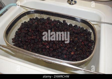 Mûres sauvages (rubus allegheniensis) fraîchement cueillies dans les régions rurales du Missouri, Mo, États-Unis, États-Unis, États-Unis, dans une crépine, prête à être nettoyée. Banque D'Images