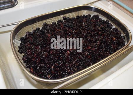 Mûres sauvages (rubus allegheniensis) fraîchement cueillies dans les régions rurales du Missouri, Mo, États-Unis, États-Unis, États-Unis, dans une crépine, prête à être nettoyée. Banque D'Images