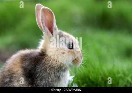 Gros plan, lapin domestique (Oryctolagus cuniculus forma domestica), profil, tête, marron, herbe, Pâques, à l'extérieur, portrait d'un jeune lapin dans un Banque D'Images