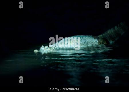 Caiman noir (Melanosuchus niger) dans le fleuve Madre de Dios la nuit, Parc national de Manu, Amazonie péruvienne, Pérou Banque D'Images