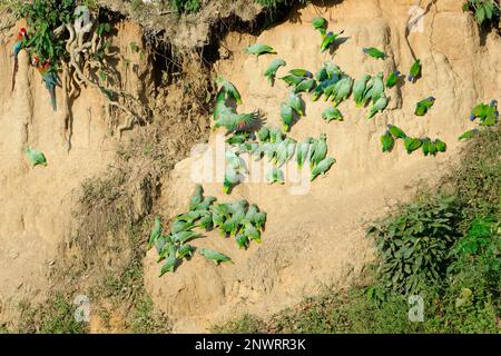 Perroquets andins (Bolborhynchus orbygnesius) et perroquets à tête bleue (Pionus menstruus) à la poussette d'argile, Parc national de Manu, Amazonie péruvienne, Pérou Banque D'Images