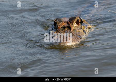 Caïman noir (Melanosuchus niger) nageant dans le fleuve Madre de Dios, parc national de Manu, Amazonie péruvienne, Pérou Banque D'Images