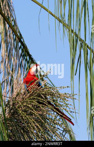 Scarlet Macaw (Ara macao) manger des fruits sur l'arbre, Parc national de Manu, Amazonie péruvienne, Pérou Banque D'Images