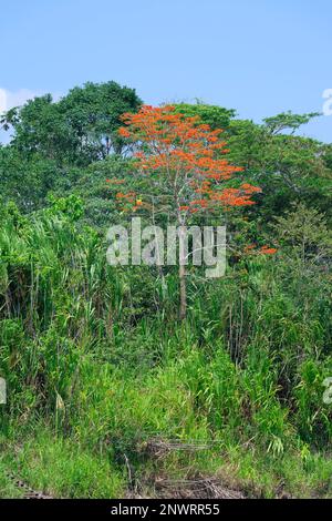 Forêt tropicale amazonienne avec arbre de l'Ipe rose (Tabebuia ipe), rivière Madre de Dios, Parc national de Manu, Amazonie péruvienne, Pérou Banque D'Images