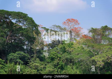 Forêt tropicale amazonienne avec arbre de l'Ipe rose (Tabebuia ipe), rivière Madre de Dios, Parc national de Manu, Amazonie péruvienne, Pérou Banque D'Images